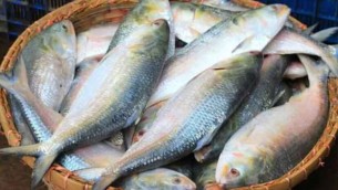 আজ মধ্যরাত থেকে ২৫ অক্টোবর পর্যন্ত ইলিশ ধরা বন্ধ