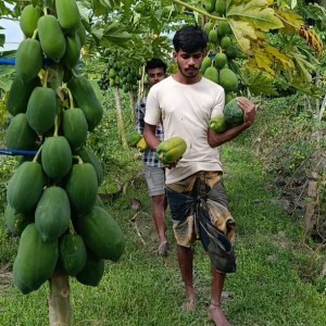 পেঁপে চাষে কলেজ ছাত্র ইসমাইলের বাজিমাৎ