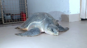 ভোলায় ৬৫ বছর  বয়সী বিরল প্রজাতির সামুদ্রিক কচ্ছপ উদ্ধার