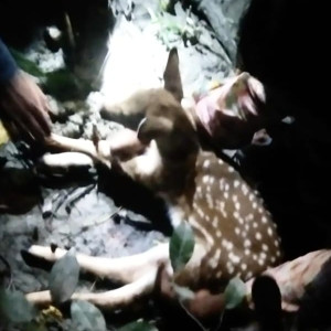 মনপুরায় ধানক্ষেত থেকে হরিণ শাবক উদ্ধার