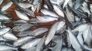 আজ থেকে দেশব্যাপী জাটকা শিকারে নিষেধাজ্ঞা