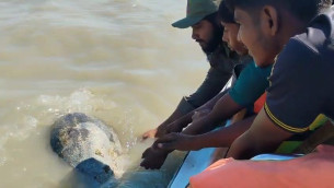 ভোলায় বিরল প্রজাতির সামুদ্রিক কচ্ছপ সামুদ্র মোহনায় অবমুক্ত