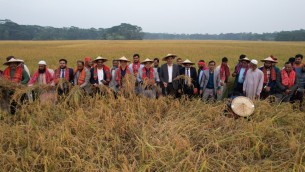 ভোলায় ঐতিহ্যবাহী ‘ধান কাটা ও নবান্ন উৎসব’ অনুষ্ঠিত