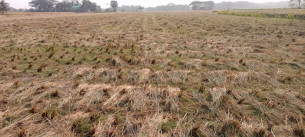 চরফ্যাশনে আদালতের নিষেধাজ্ঞা অমান্য করে ধান কেটে নেওয়ার অভিযোগ