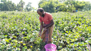 জনপ্রিয় হচ্ছে স্বর্জন পদ্ধতিতে আগাম জাতের শিম চাষ
