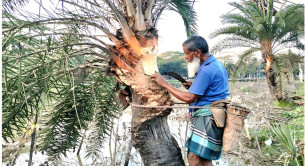 কমছে খেজুর গাছ, দুষ্প্রাপ্য হয়ে ওঠছে রস