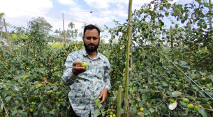 লালমোহনে সফল বরই চাষি