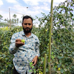 লালমোহনে সফল বরই চাষি