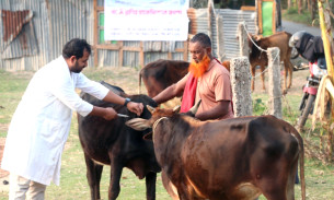 ভোলার ভেলুমিয়ায় গবাদি প্রাণীর ভ্যাকসিনেশন ক্যাম্পেইন