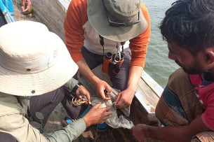 ভোলায় শিকারীর জালে আটকা পড়া  নিশিবক উদ্ধার করল পাখি শুমারি দল