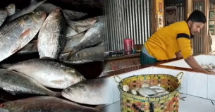 ভোলায় ইলিশের তীব্র সংকট উর্ধ্বমুখী দামে বিপাকে ক্রেতা