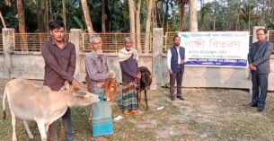 বোরহানউদ্দিনে গ্রামের দরিদ্র্য ১০ পরিবার পেল গাভী