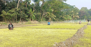 ভোলায় ঘন কুয়াশায় মরে যাচ্ছে ধানের চারা ।। দুশ্চিন্তায় কৃষকরা