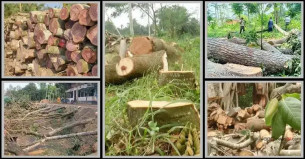 গাছ কাটার জরিমানা লাখ টাকা, পেরেক মারলে ২০ হাজার