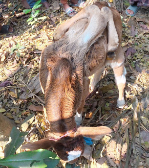 লালমোহনে ৬ পা বিশিষ্ট বাছুরের জন্ম