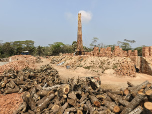 চরফ্যাশনে ইটভাটায় নির্বিচারে পোড়ানো হচ্ছে কাঠ