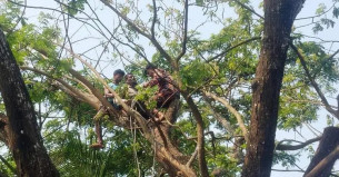 মনপুরায় উঁচু গাছে ডাল কাটতে উঠে অজ্ঞান যুবককে উদ্ধার করলো ফায়ার সার্ভিস