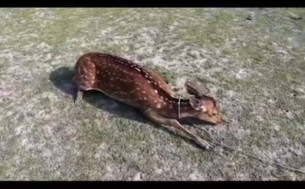 মনপুরায় লোকালয়ে বনের হরিণ উদ্ধার করে বনে অবমুক্ত