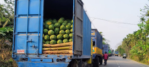 ফেরির অপেক্ষায় ভোলায় ট্রাকে ট্রাকে নষ্ট হচ্ছে তরমুজ