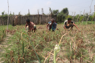 ভোলায় জনপ্রিয় হচ্ছে পেঁয়াজ চাষ ভালো ফলনে কৃষকের মুখে হাঁসি