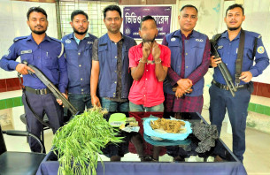 বোরহানউদ্দিনে গাঁজা গাছসহ মাদক ব্যবসায়ী গ্রেফতার