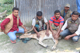 মনপুরায় লোকালয় থেকে ৩টি হরিণ উদ্ধার