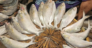 ‘ইলিশের বাড়িতেও কেজি সাড়ে ৩ হাজার টাকা