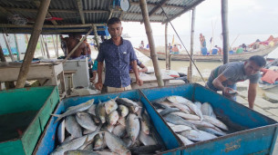ভোলায় নিষেধাজ্ঞা অমান্য করে চলছে ইলিশ শিকার