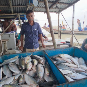 ভোলায় নিষেধাজ্ঞা অমান্য করে চলছে ইলিশ শিকার