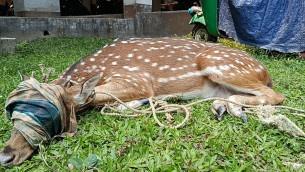 ভোলায় জোয়ারের পানিতে ভেসে আসা চিত্রা হরিণ উদ্ধার করে বনে অবমুক্ত