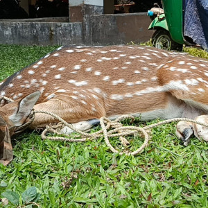 ভোলায় জোয়ারের পানিতে ভেসে আসা চিত্রা হরিণ উদ্ধার করে বনে অবমুক্ত
