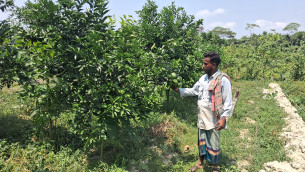 চরফ্যাশনে মাল্টা,ড্রাগন ও লেবু চাষ করে বিদেশ ফেরত শরীফের ভাগ্যবদল