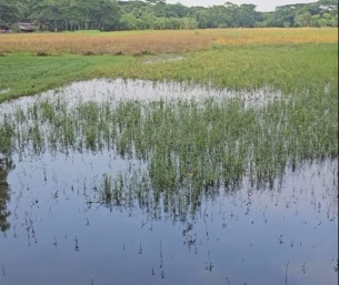 পানি নিষ্কাশনের পথ বন্ধ হয়ে যাওয়ায় ভোলায় রবিশস্যের ব্যাপক ক্ষতি