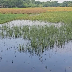 পানি নিষ্কাশনের পথ বন্ধ হয়ে যাওয়ায় ভোলায় রবিশস্যের ব্যাপক ক্ষতি