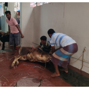 ঈদের দ্বিতীয় দিনেও চলছে রাজধানীতে পশু কোরবানি