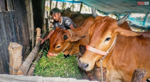 ভোলায় কোরবানি ঘিরে লাভের আশায় দিন-রাত পরিশ্রম করছেন খামারিরা