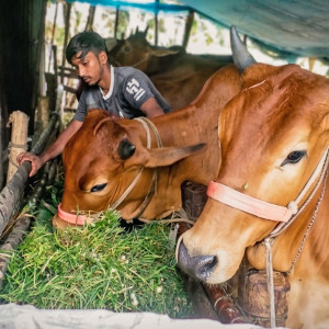 ভোলায় কোরবানি ঘিরে লাভের আশায় দিন-রাত পরিশ্রম করছেন খামারিরা