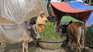 ভোলার কোরবানির হাটকে ঘিরে নারী উদ্যোক্তাদের অপেক্ষা