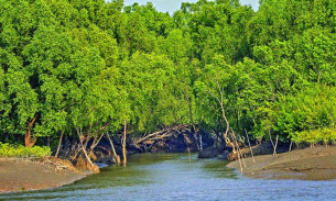 জীববৈচিত্র্য রক্ষায় ১ জুন থেকে ৩১ আগস্ট সুন্দরবনে প্রবেশে নিষেধাজ্ঞা