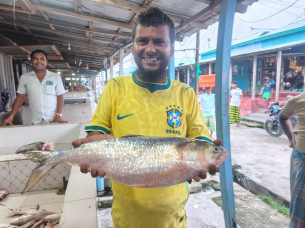 মনপুরায় ৯ হাজার তিনশত টাকায় রাজা ইলিশ বিক্রি