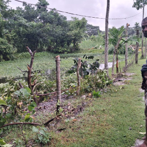 চরফ্যাশনে ব্যবসায়ীর শতাধিক গাছ কেটে নিল প্রতিপক্ষ