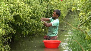 ভোলায় জনপ্রিয় হচ্ছে নাগা মরিচের চাষ