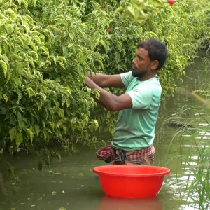 ভোলায় জনপ্রিয় হচ্ছে নাগা মরিচের চাষ