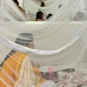 ডেঙ্গুতে সাত মাসে ৫০ মৃত্যু, জুলাইতেই ৩২