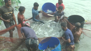 ভোলায় নদীর পানি দিয়ে মাছ চাষে নীরব বিপ্লব