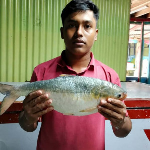 মনপুরার মেঘনায় জেলের জালে দুই কেজি ওজনের রাজা ইলিশ
