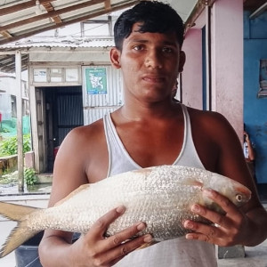 মনপুরায় মেঘনার এক ইলিশের দাম সাড়ে ৮ হাজার টাকা