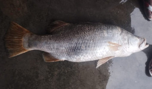 মনপুরার মেঘনায় ধরা পড়েছে ২৫ কেজির বিশাল কোড়াল