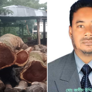 লালমোহনে ৪ শতাধিক সরকারি গাছ কেটে নিলেন যুবদল নেতা, অভিযোগ পেয়েও ইউএনও’র নিরবতা নিয়ে প্রশ্ন
