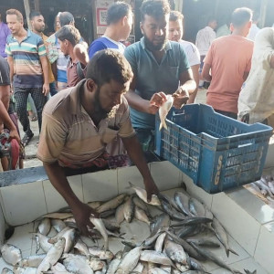 ভোলায় মাছঘাট গুলোতে জমজমাট বেচাকেনা